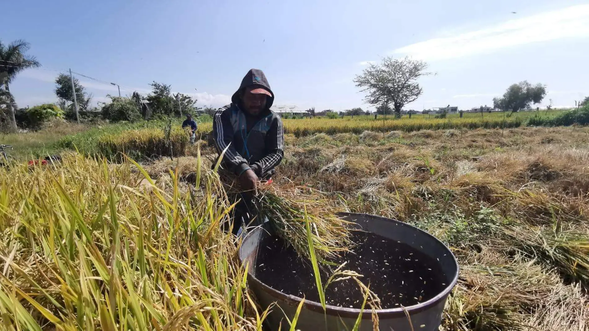 Campo-arroz-agricultor2