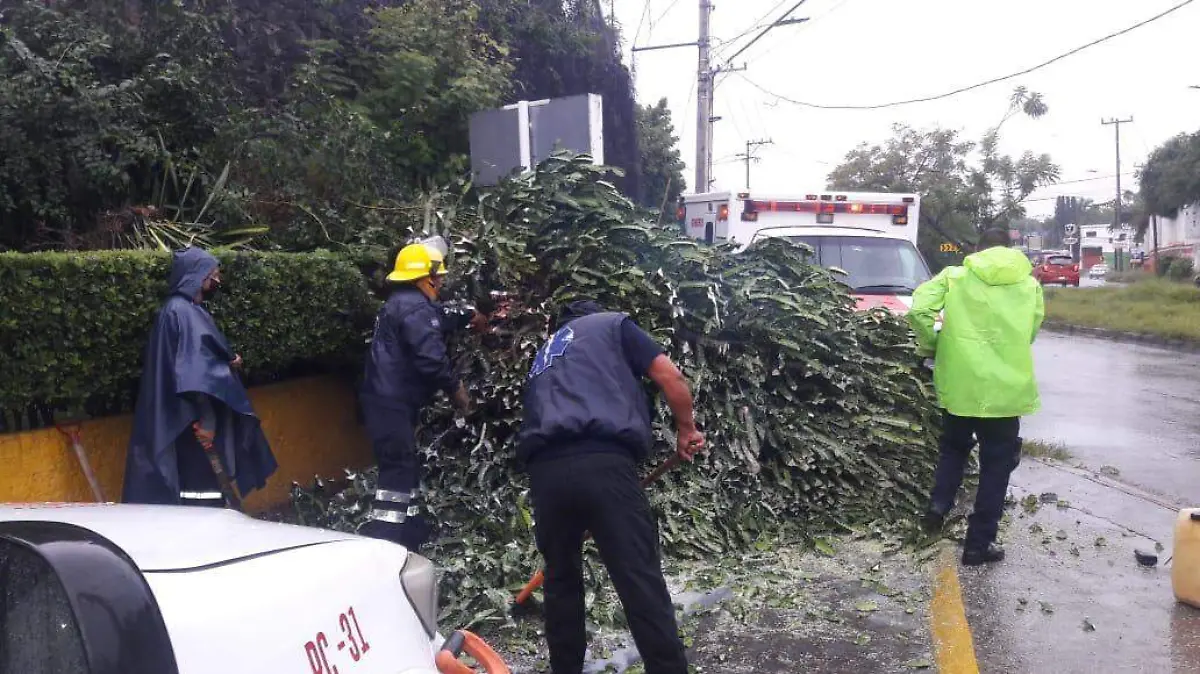 arbol Jiutepec