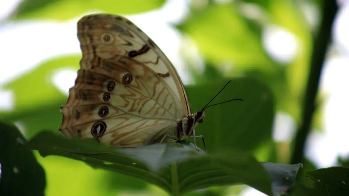 7 Phalanta phalantha_El Rodeo