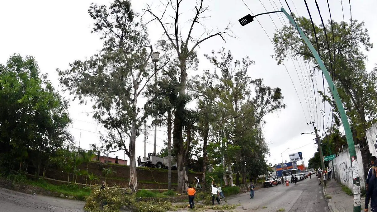 Arbol F