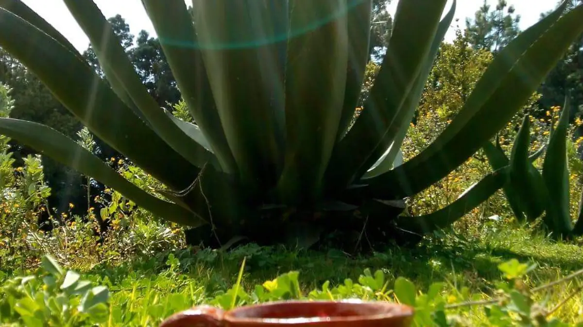 Maguey pulquero