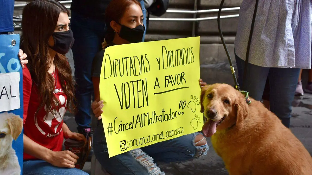 maltrato-animal-congreso-del-estado-de-morelos