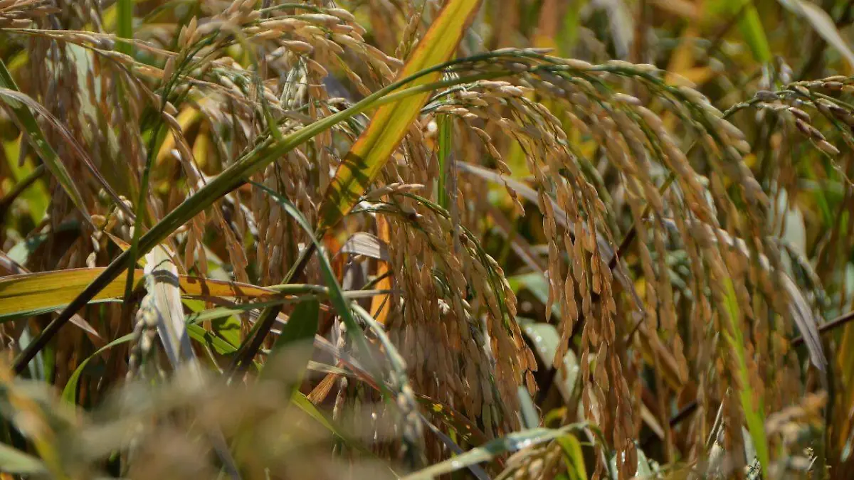 WhatsApp Image 2021-07-09 at 5.18.37 PM