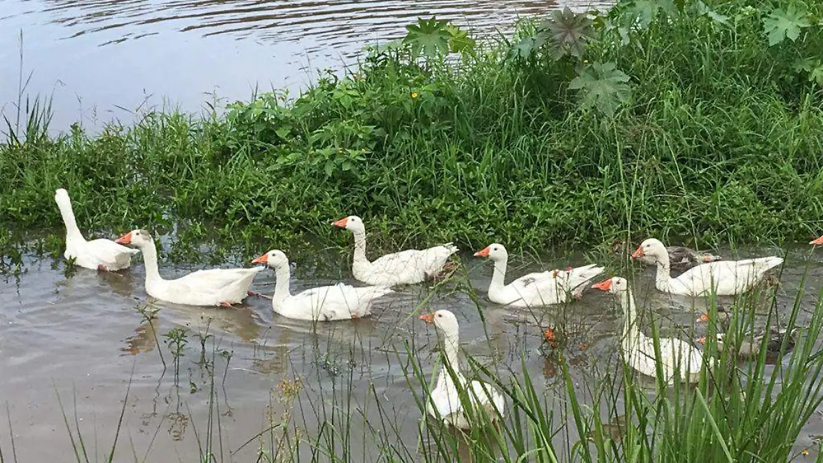 patos-en-villa-santiago3