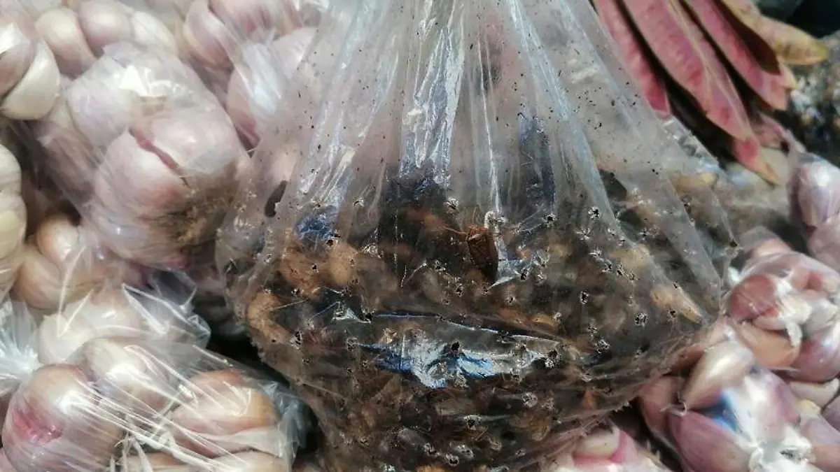 temporda-jumiles-angelina