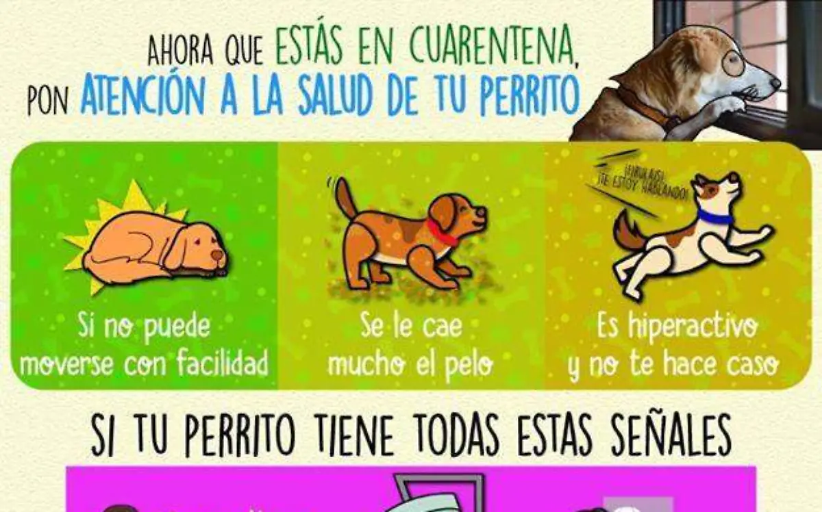 perritos2