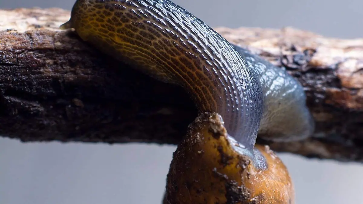 Controlan el crecimiento de malezas y ayudan a la regeneración del suelo al descomponer la materia orgánica