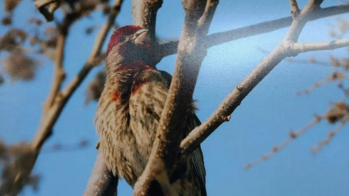 Las aves vuelven a su lugar de origen en enero o febrero, una vez que los cambios de clima comienzan acentuarse en la zona.
