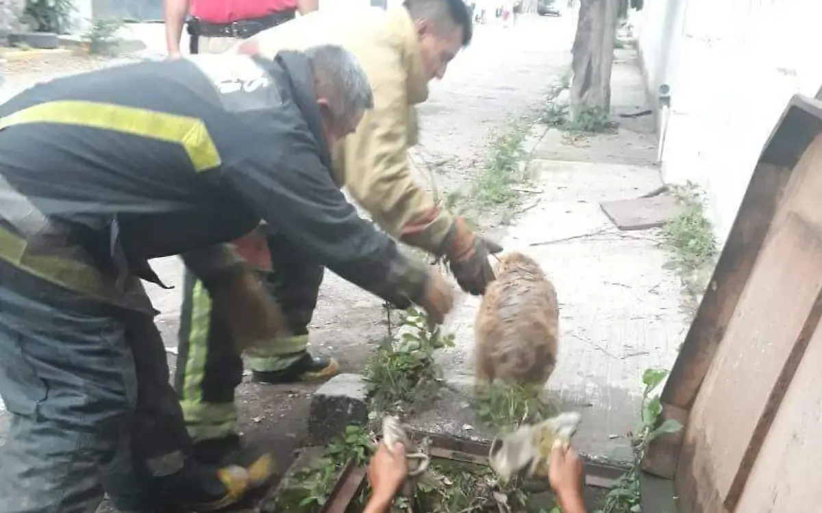 Acciones de bomberos Cuernavaca (1)