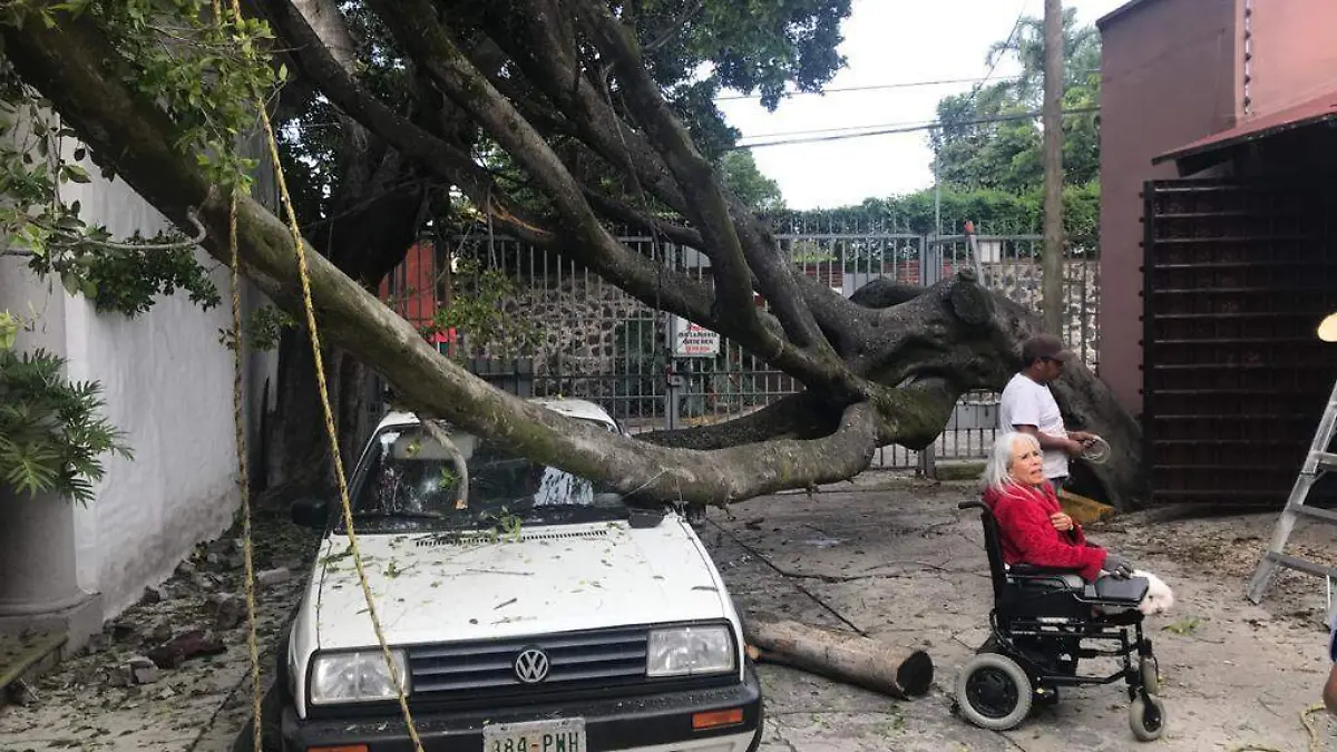 Colapsa arbol