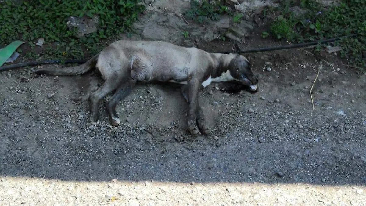 Perros muertos en Ocotepec (7)