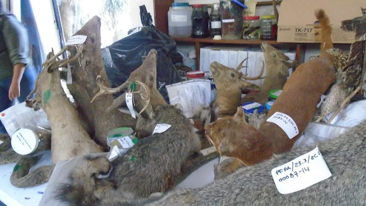 Incineración de productos derivados de animales Profepa (1)