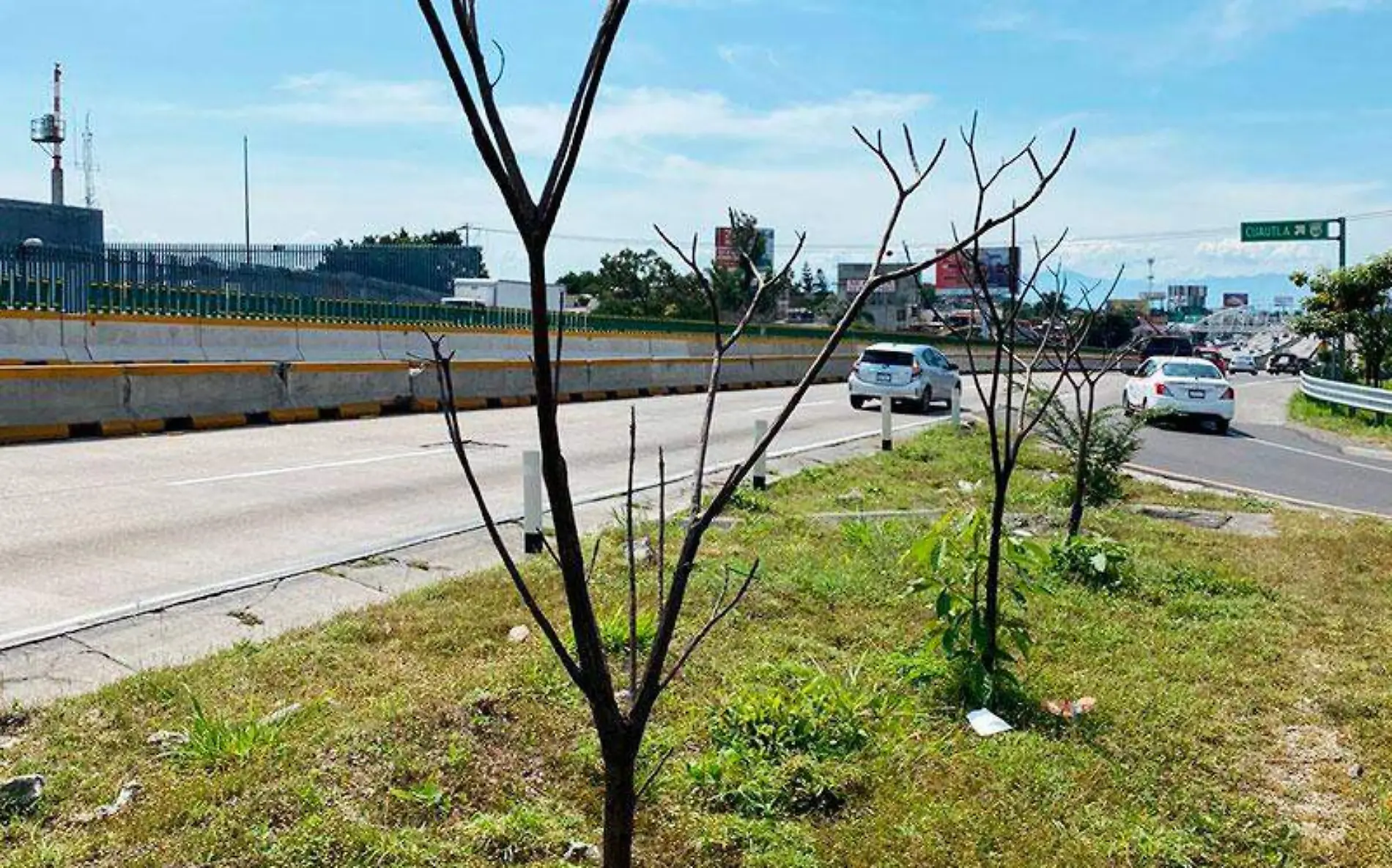 arboles-cuernavaca