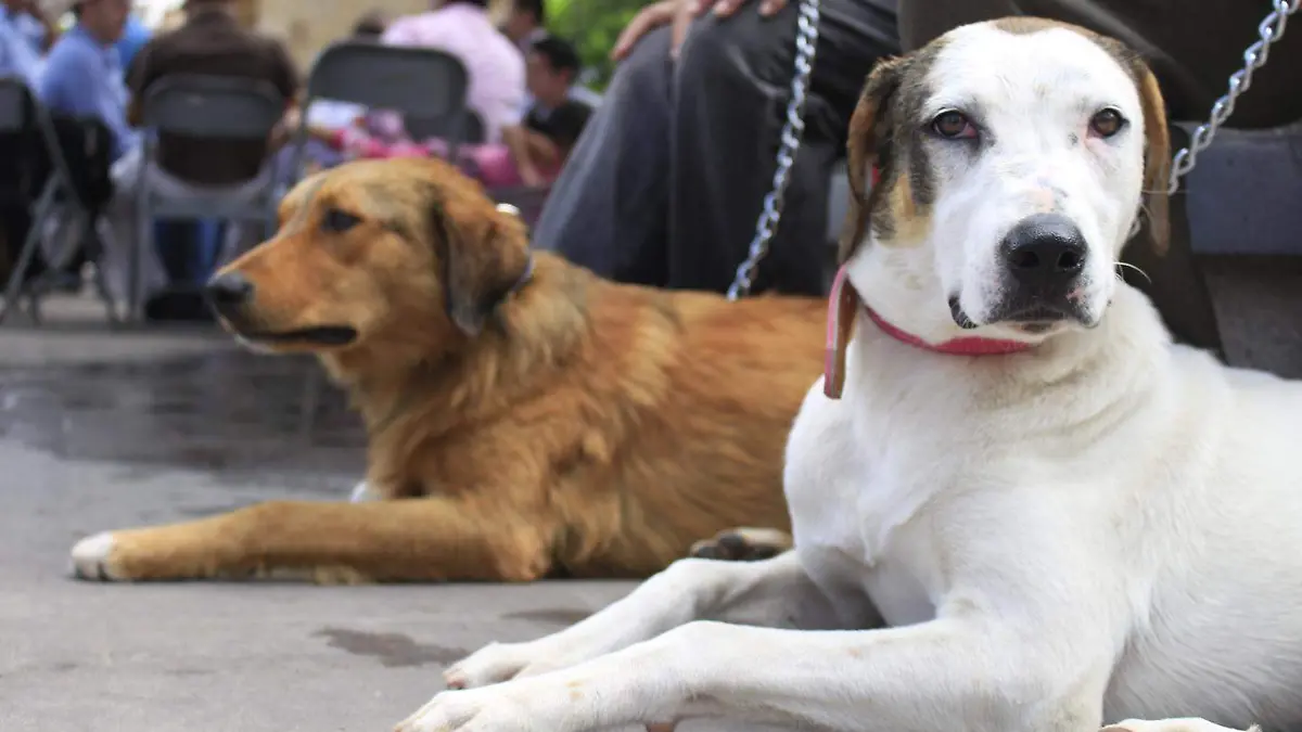 Perros-adopcion-mascotas