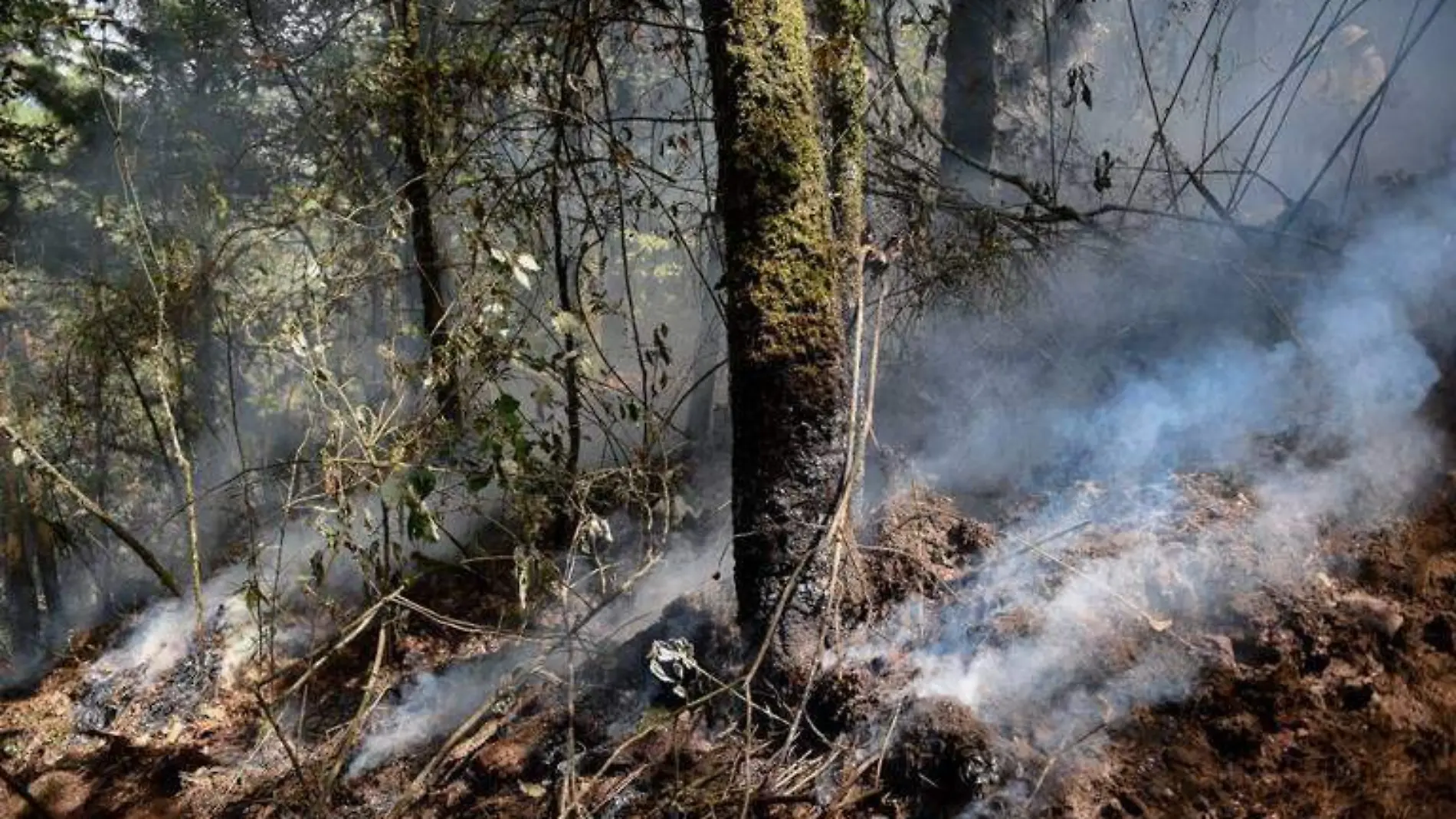 Incendio-forestal-terreno