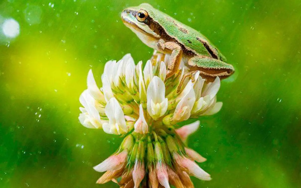 animalia-ranas-3