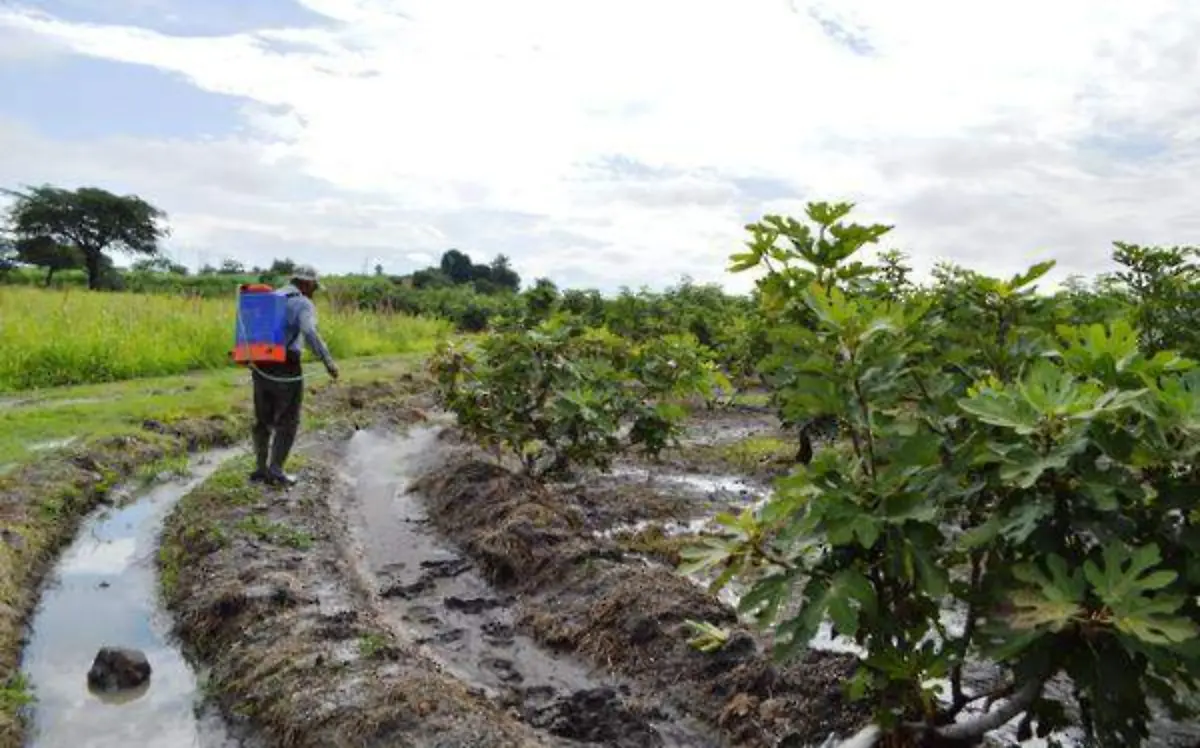 El árbol debe de ser podado en promedio dos veces al añoFotos Gude Servín