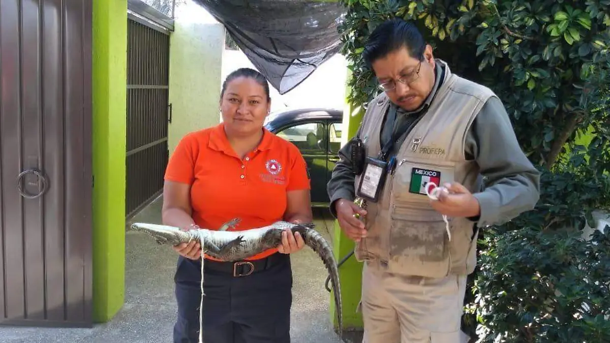 Caimán en Ayala (1)