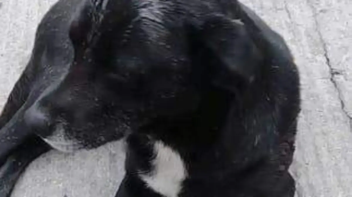 Ataque contra perrito en Altavista (1)