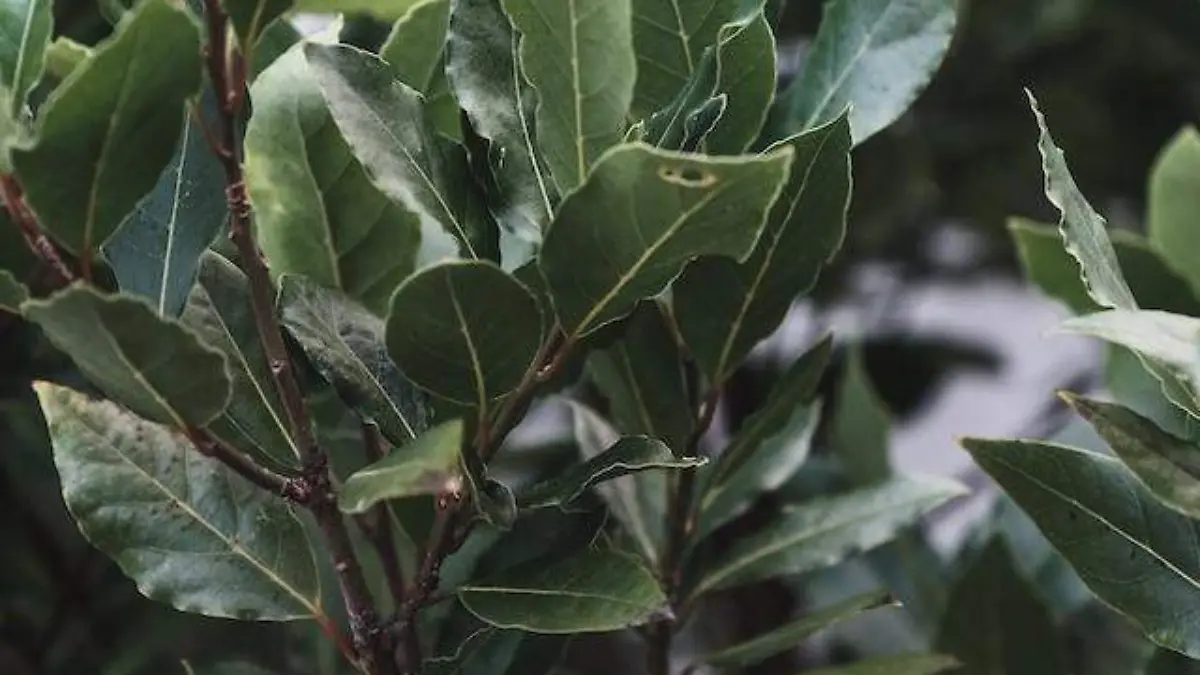 pexels-lachlan-ross-7084257