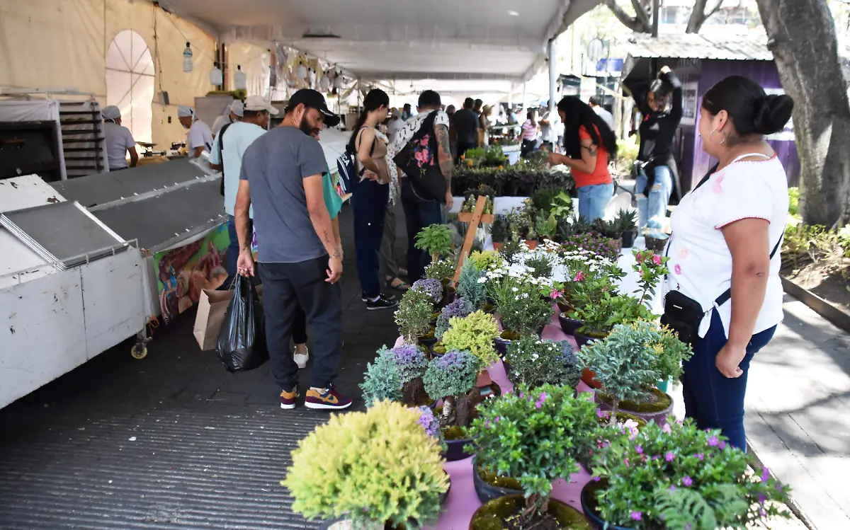 comerciantes-plantas-ornamentales