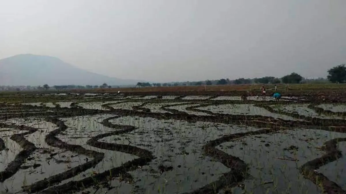 campos-de-arroz-en-jojutla