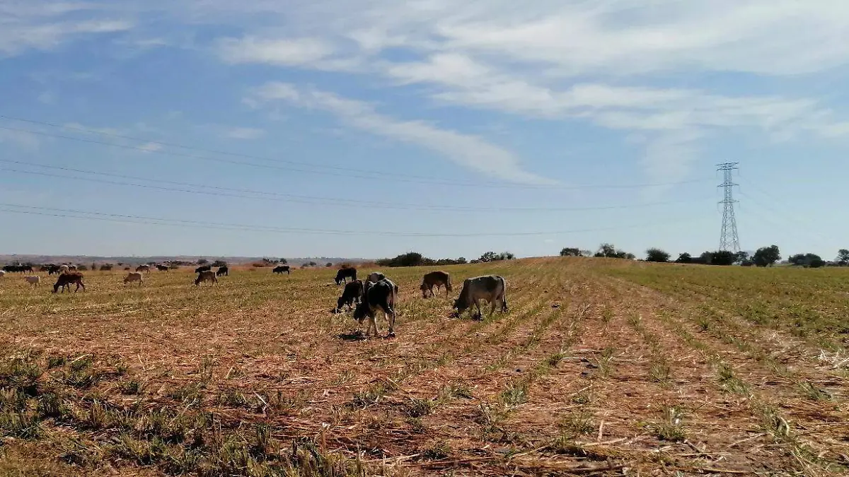 Quiebra abigeato a los ganaderos