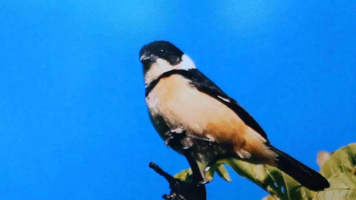 El pasado 15 de octubre se logró que Tepoztlán reconociera a San Adrés de la Cal como un reservorio de aves migratorias.