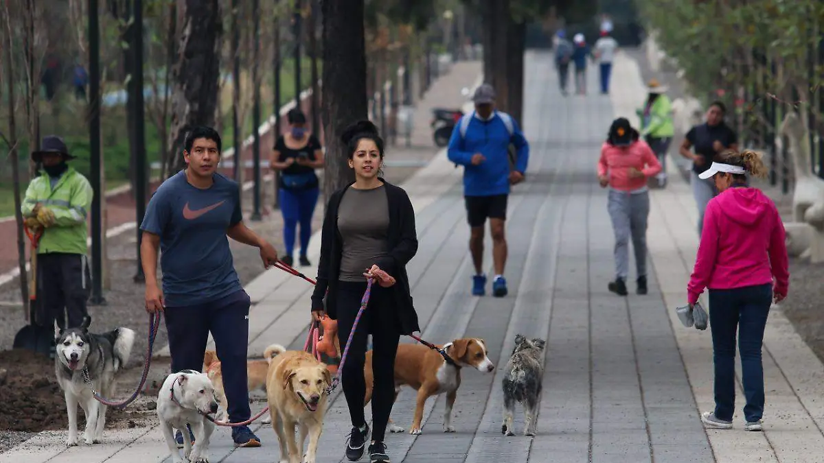 Los amigos de cuatro patas siempre estarán agradecidos por el cuidado que les brindas.