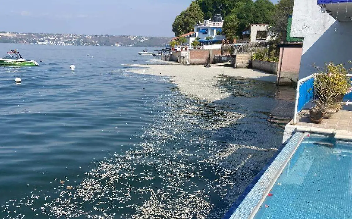 revuelco-angelina-tequesquitengo