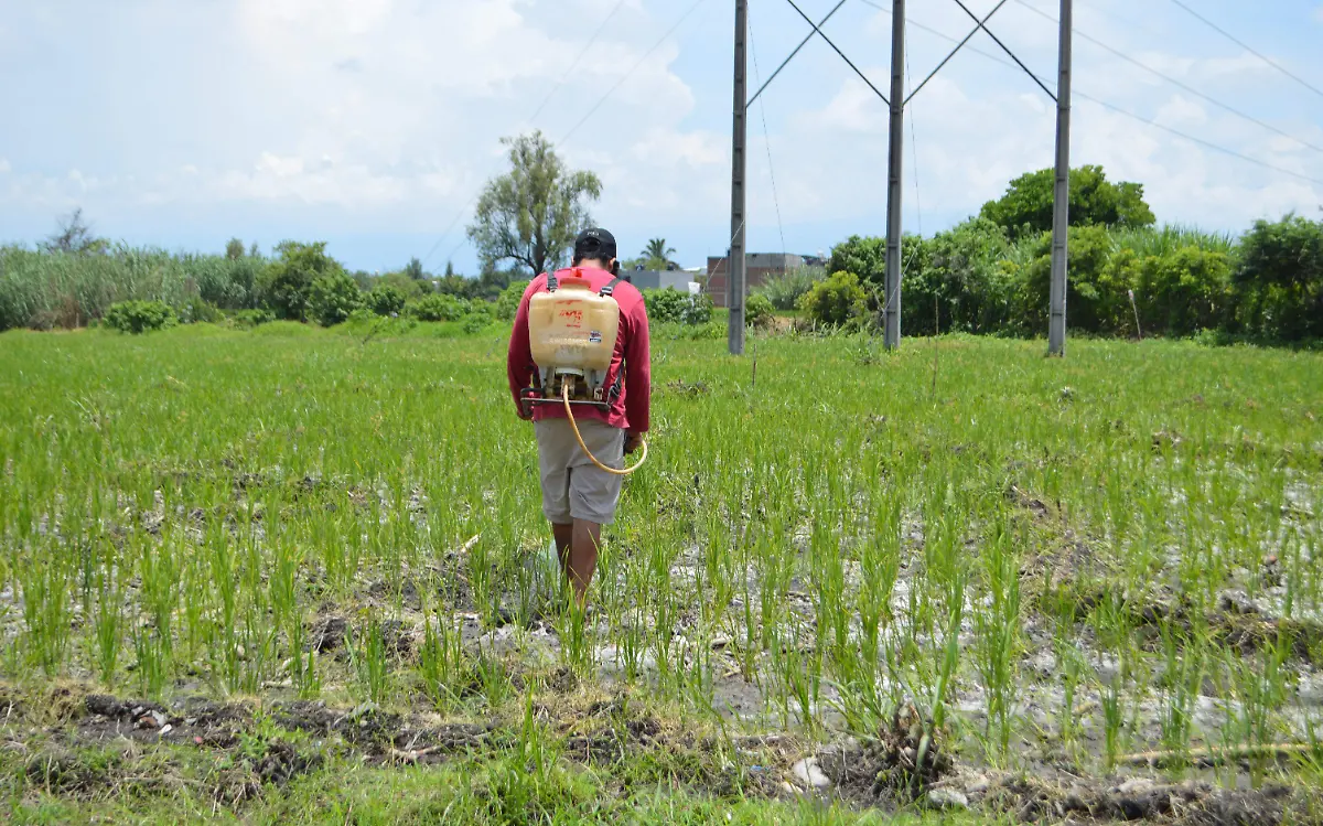 Buscarán alternativas para impulsar los recursos en el sector agrario para que se incremente la producción y ganancias Archivo