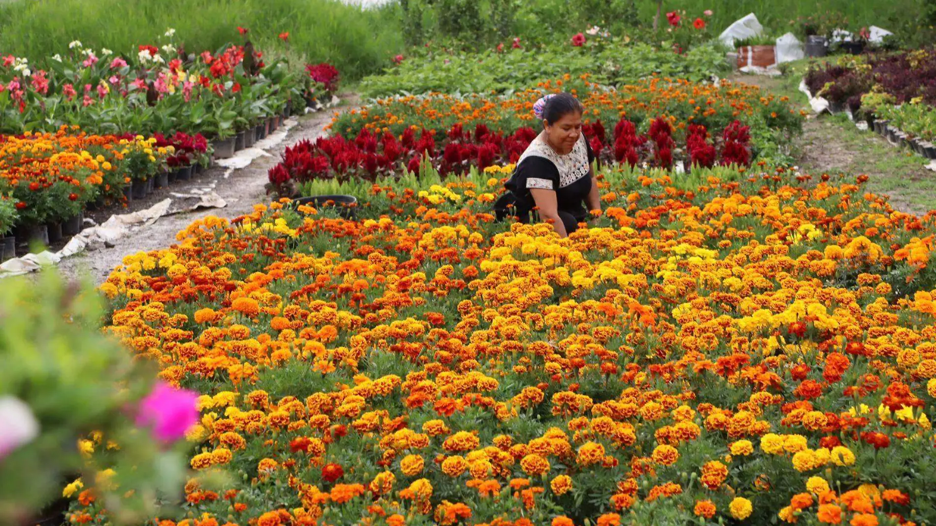 flor-cempásuchil-jiutepec