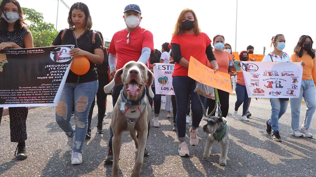 marcha-perros-froylan-cuatro