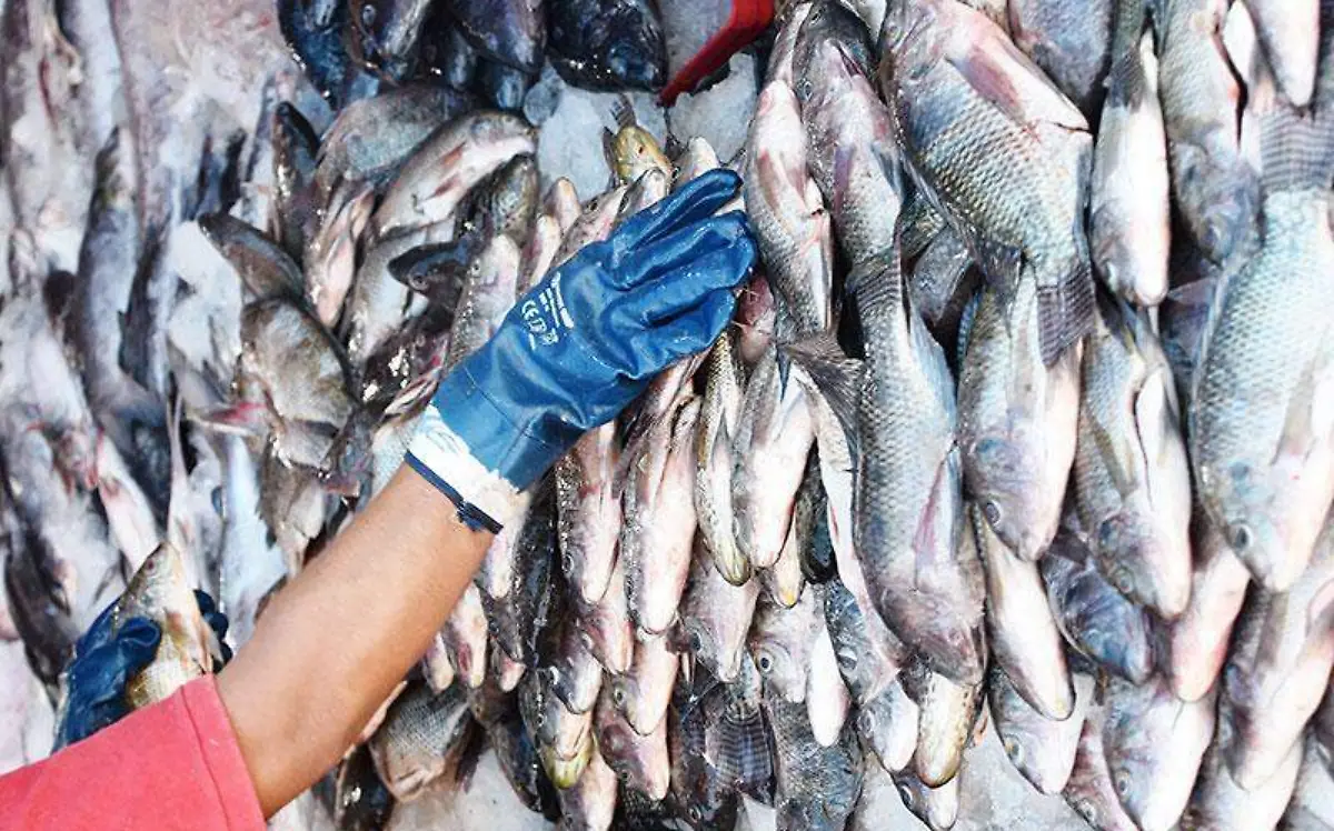 venta-pescado-morelos