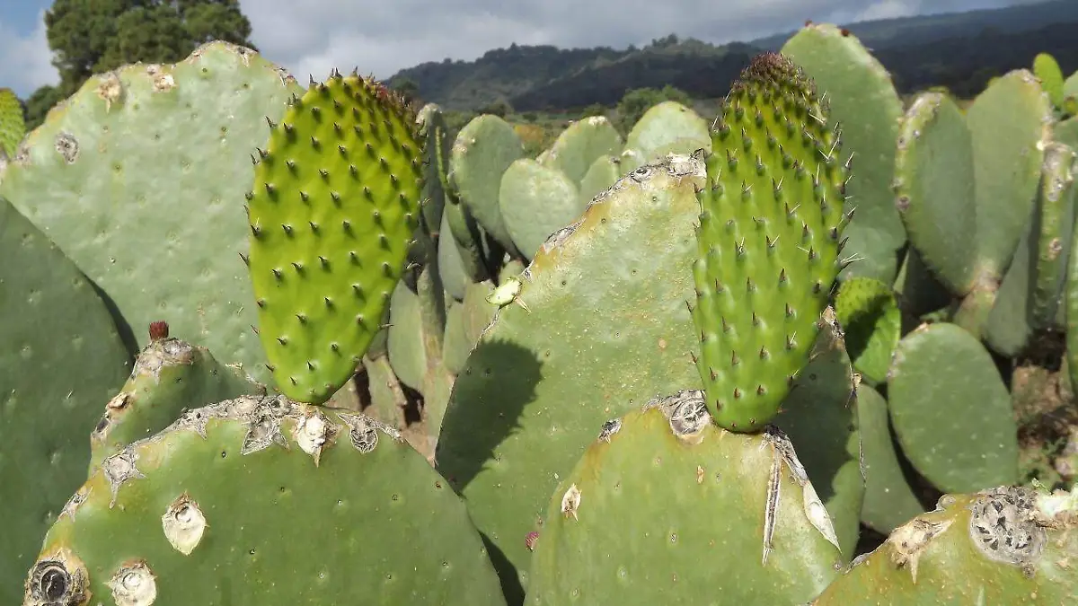 Nopal