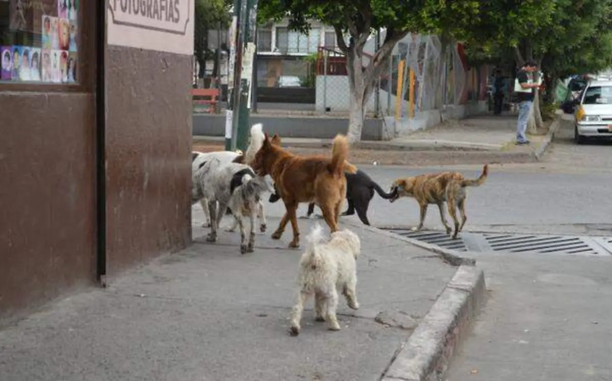 Se realizan diferentes campañas de esterilización de mascotas de manera gratuita en diferentes municipios