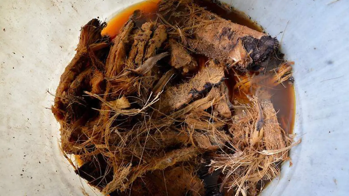 Mezcal, el sabor de Morelos