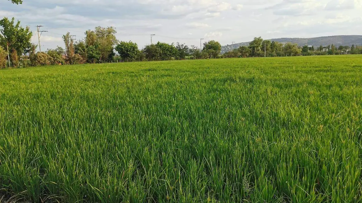 WhatsApp Image 2020-08-30 at 6.17.43 PM (1)