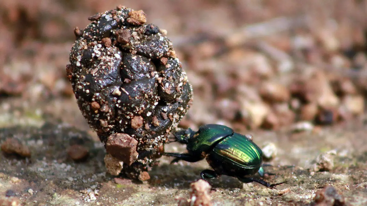 Los escarabajos rodadores, por ejemplo, cumplen con la función de enterrar las excretas del ganado en los ranchos.