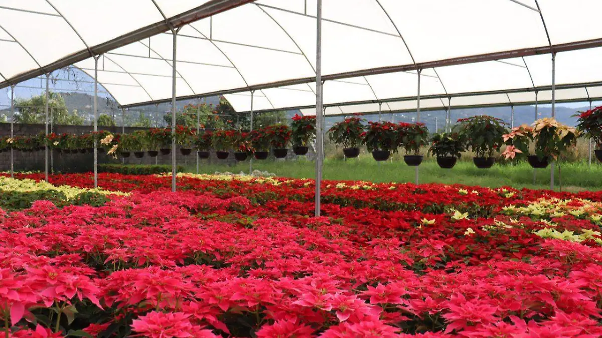 nochebuenas-jiutepec-2