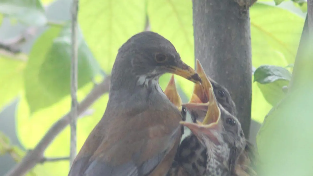 Las crías abandonan el nido entre 14 y 16 días después de la eclosión.
