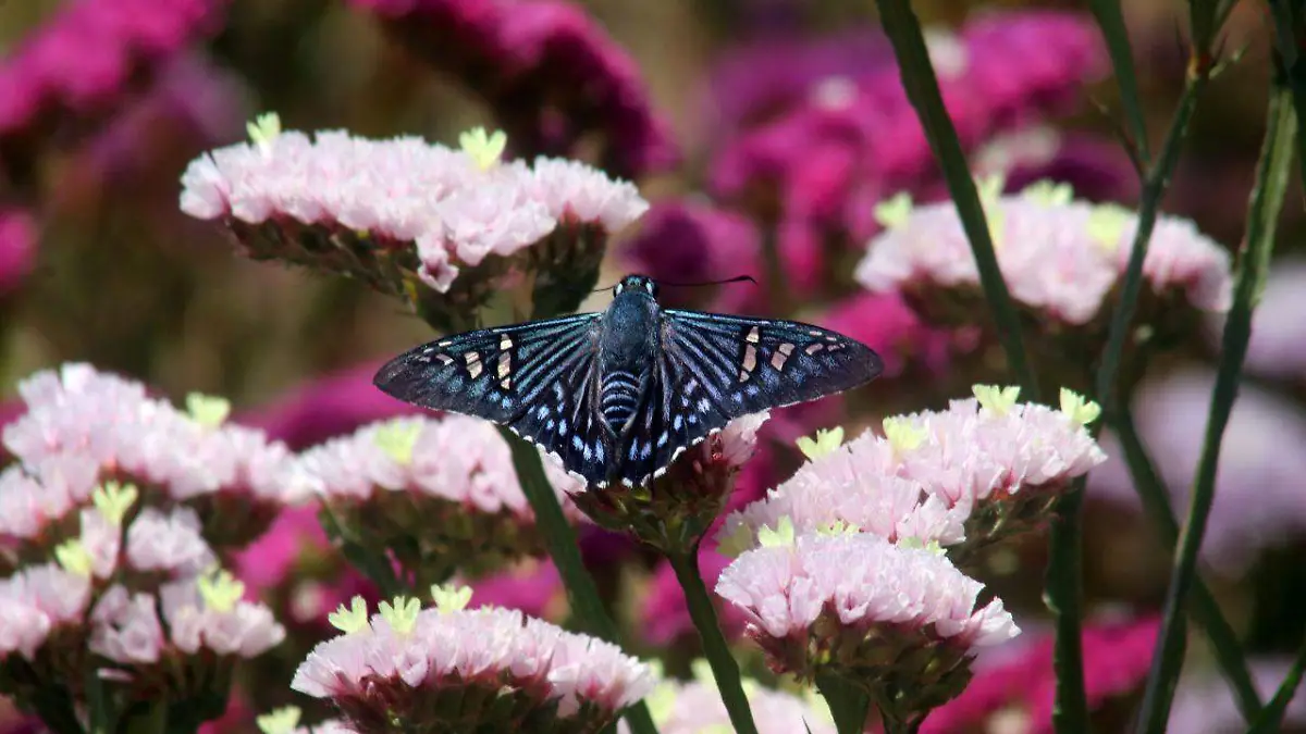 3 Saltarina en el Oriente