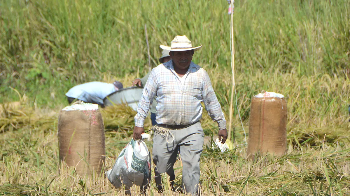 Libre de plagas, el campo en Morelos