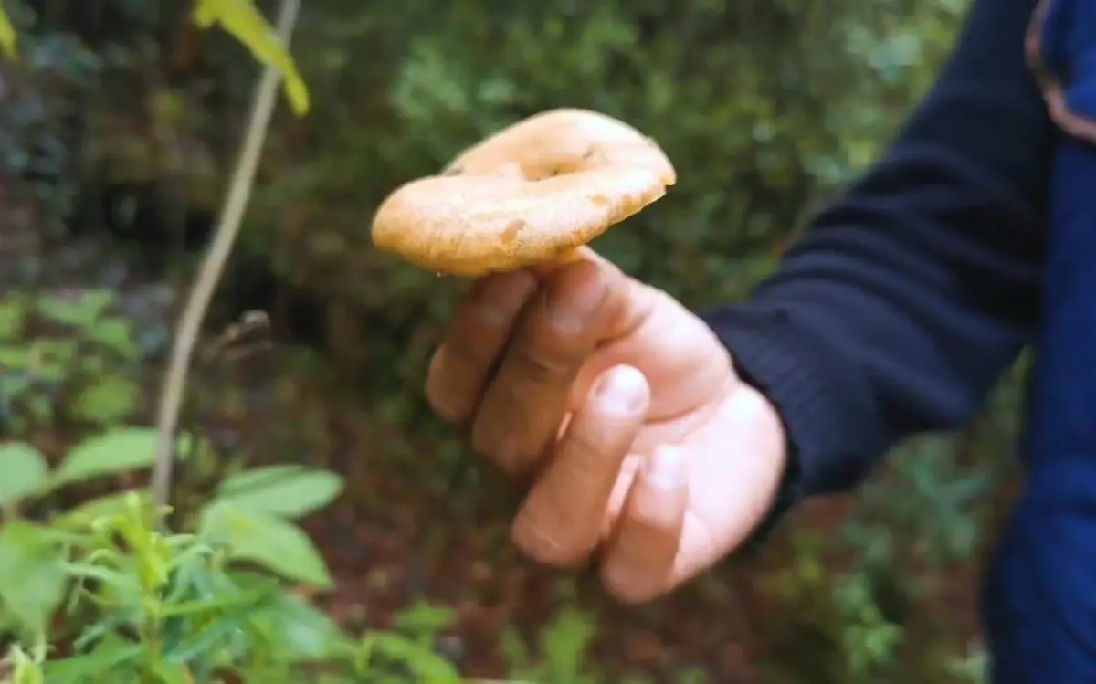 hongos-recolectores-tetela-cortesía