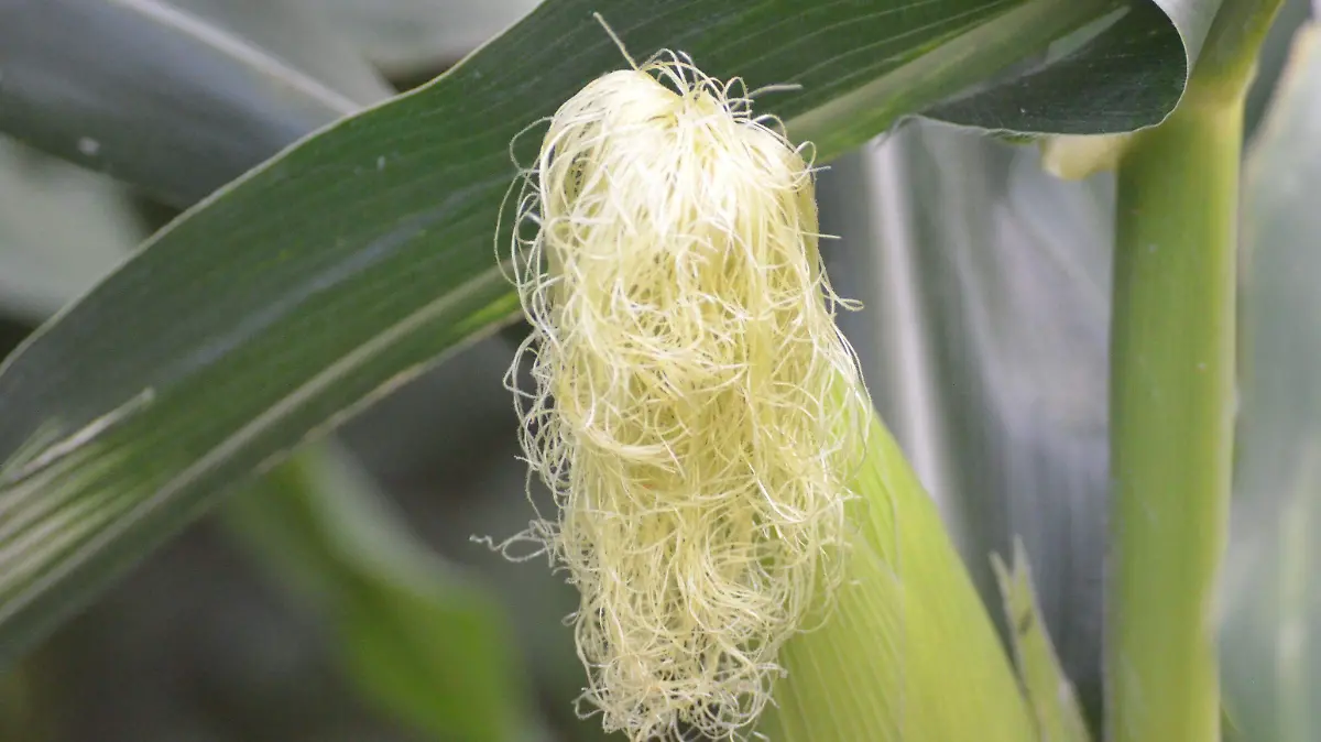 El suelo como recurso natural