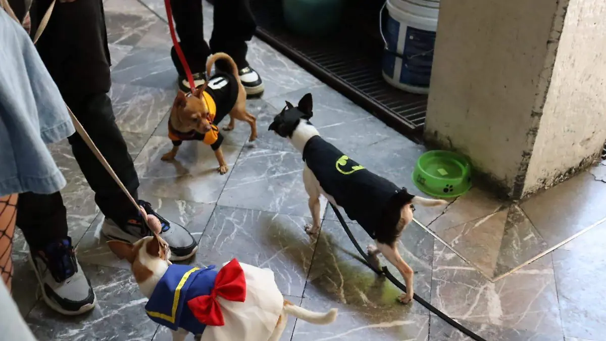 desfiel-perruno-cuernavaca-