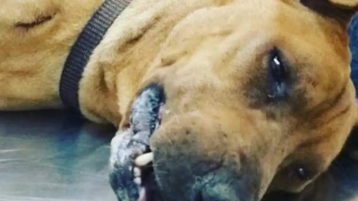 perrito2