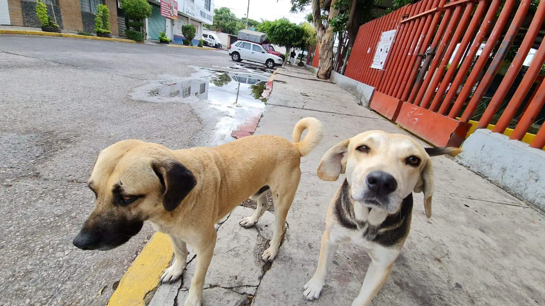 perros.cuautla