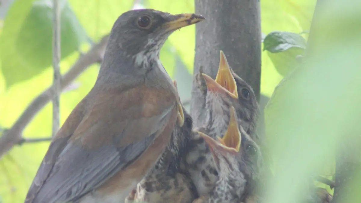 La primavera suele nidificar en árboles, pero lo más conocido en pórticos de ventanas.