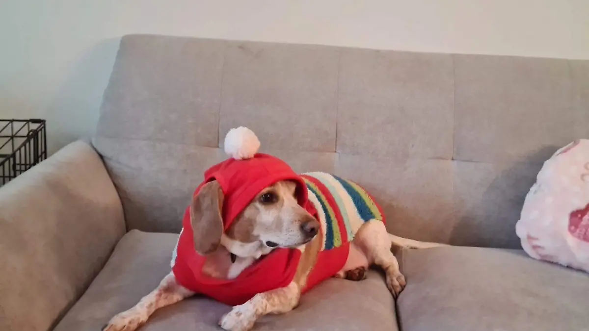 Ropa-mascota-animalia